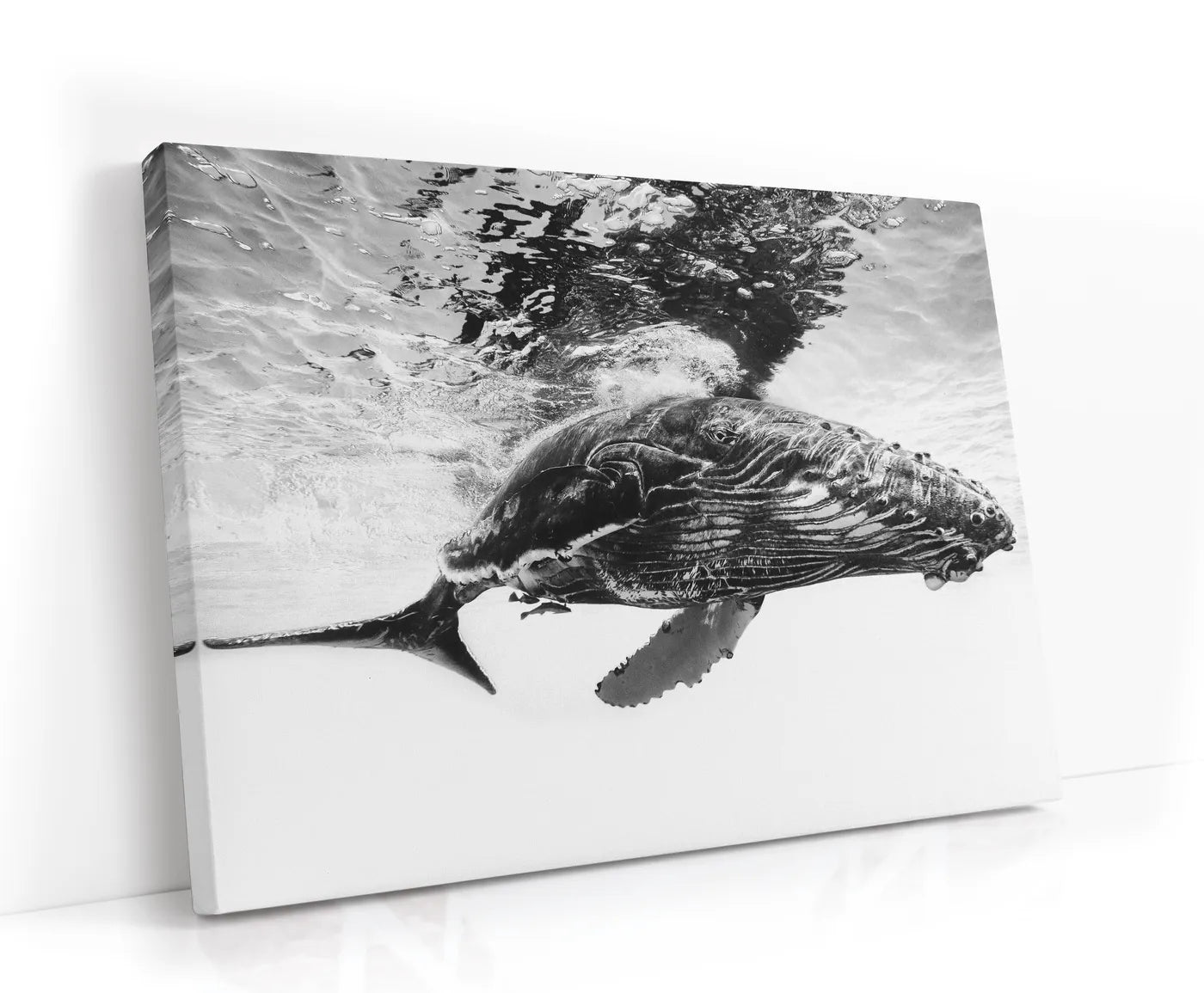 Humpback whale calf Lærred