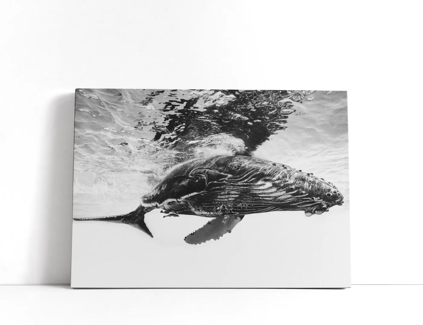 Humpback whale calf Lærred