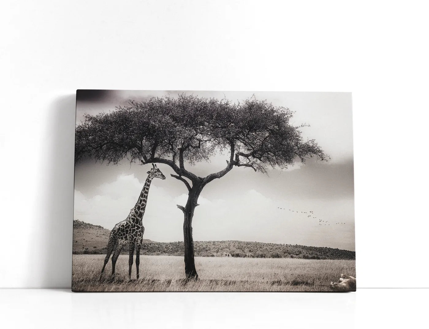 Under The African Sun Lærred