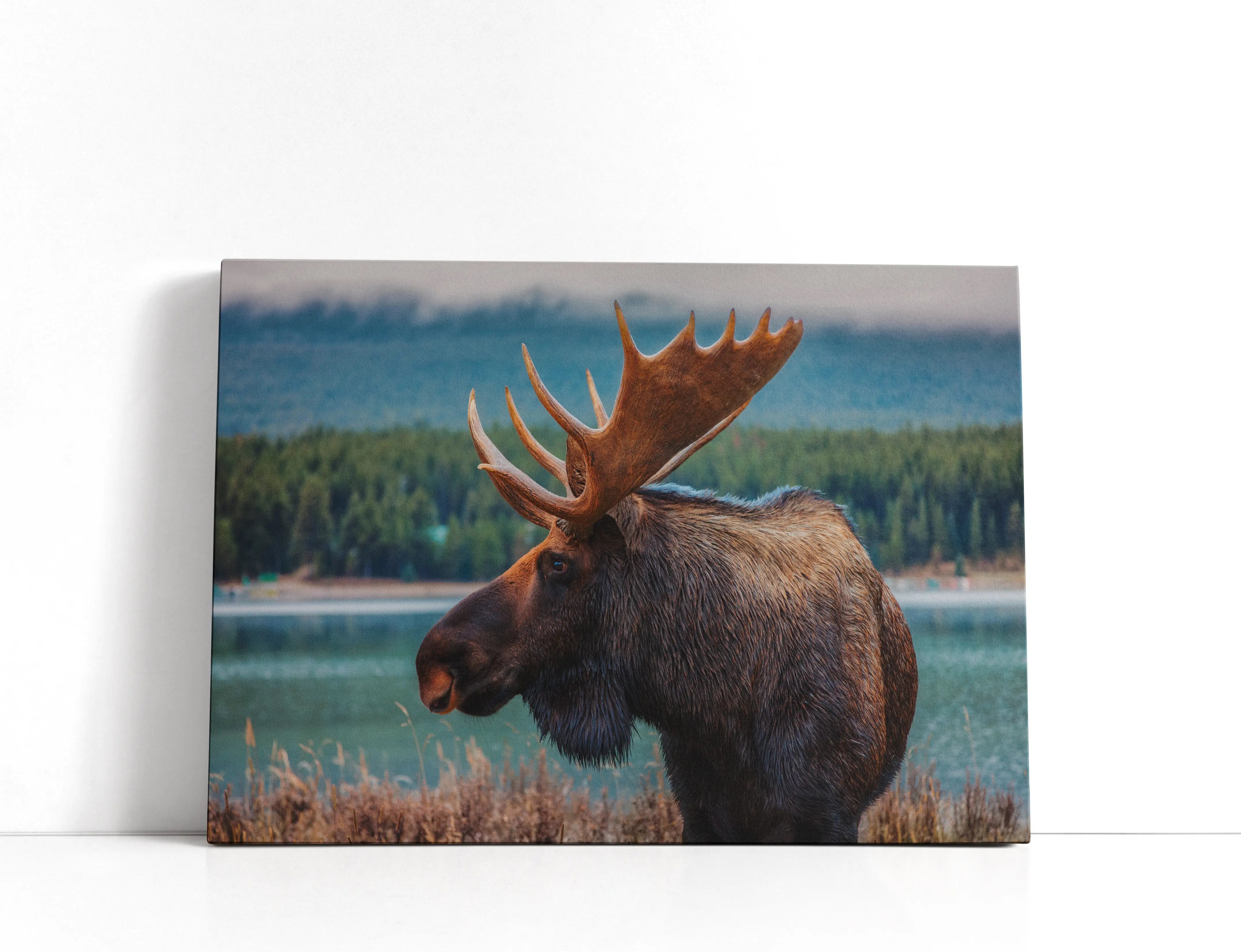 Moose Lærred