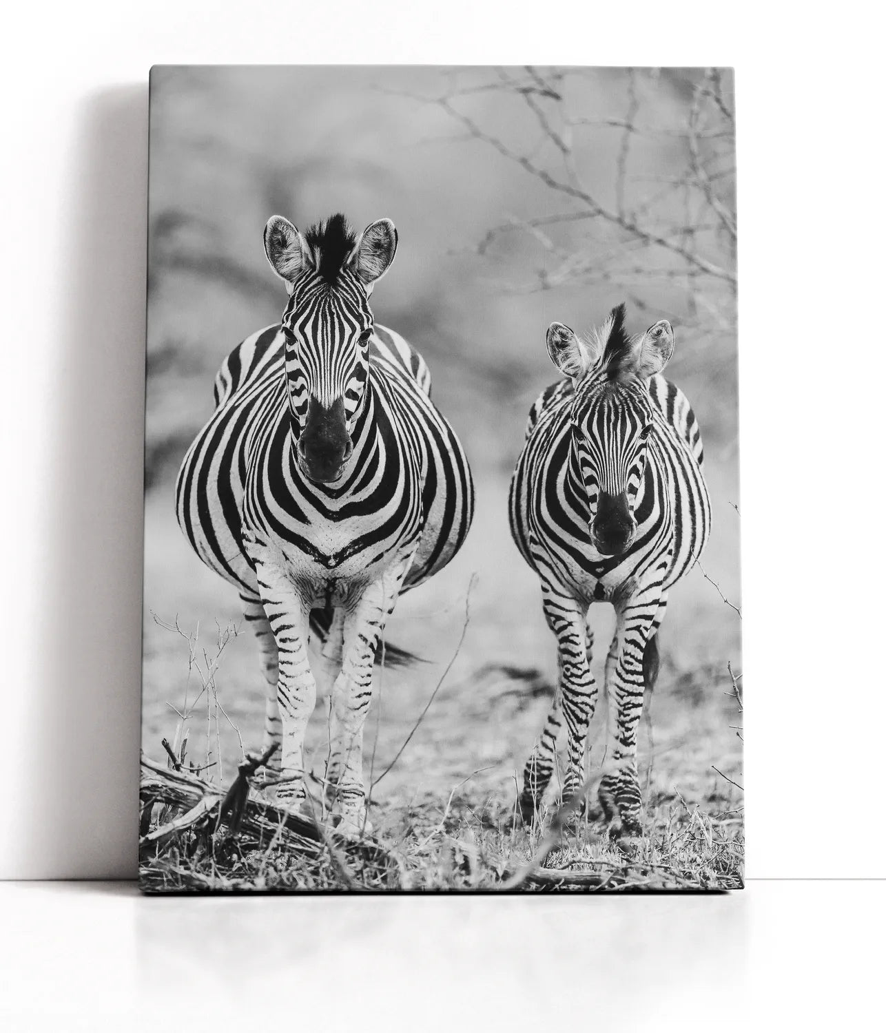 Striped Horse Front On Lærred