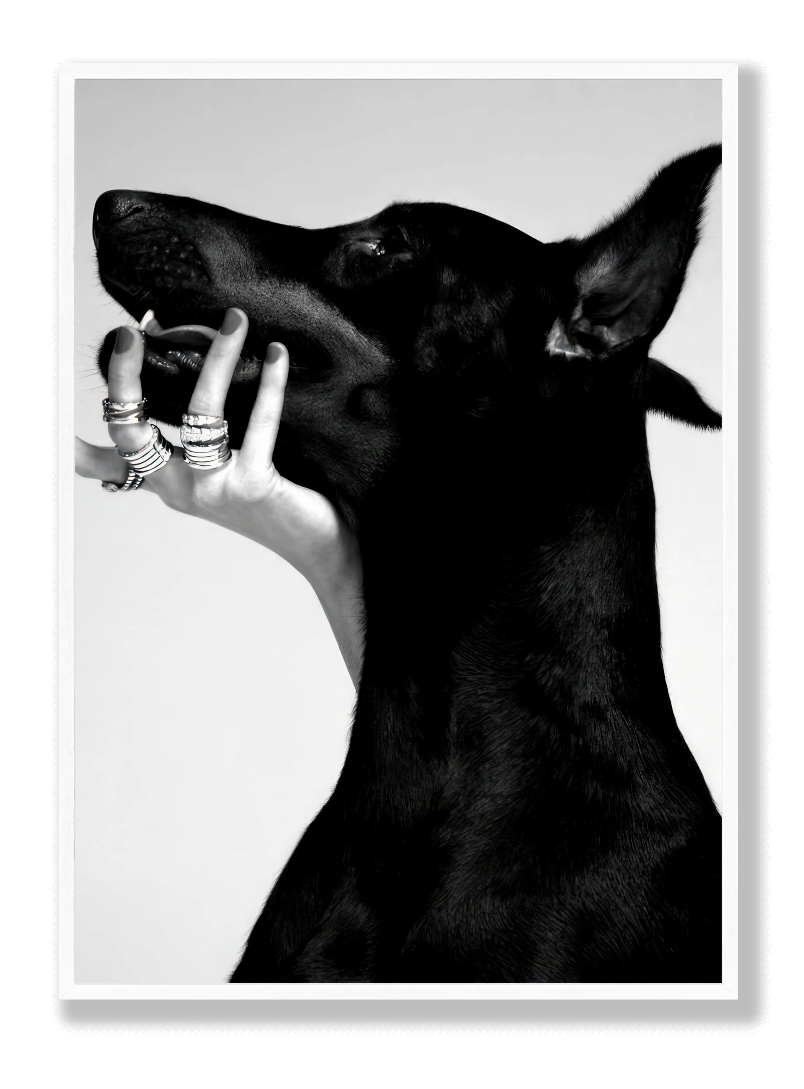 Dobermann Poster