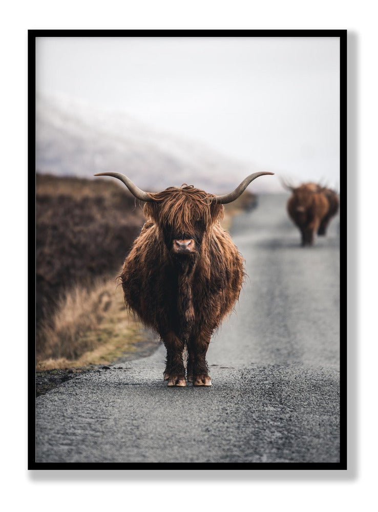 Cow Plakat