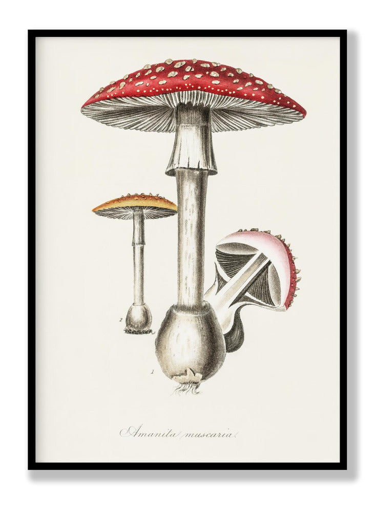 Amanita Muscaria Illustration. Medical Botany 1836 Plakat
