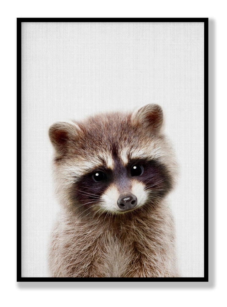 Peekaboo Raccoon Poster
