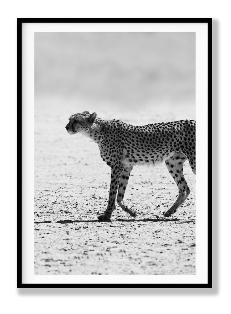 Kitty Kat No2 Plakat
