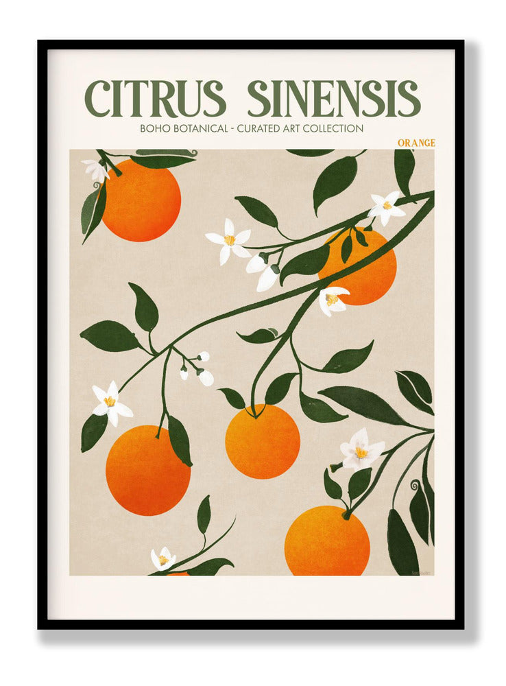 Citrus Sinensis - Orange Plakat
