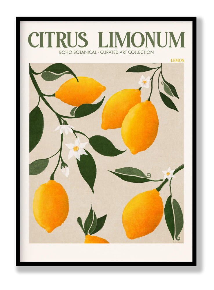 Citrus Limonum - Lemon Plakat