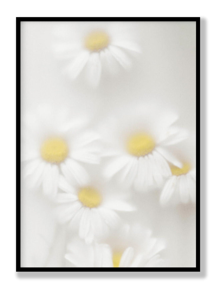 Daisies Plakat
