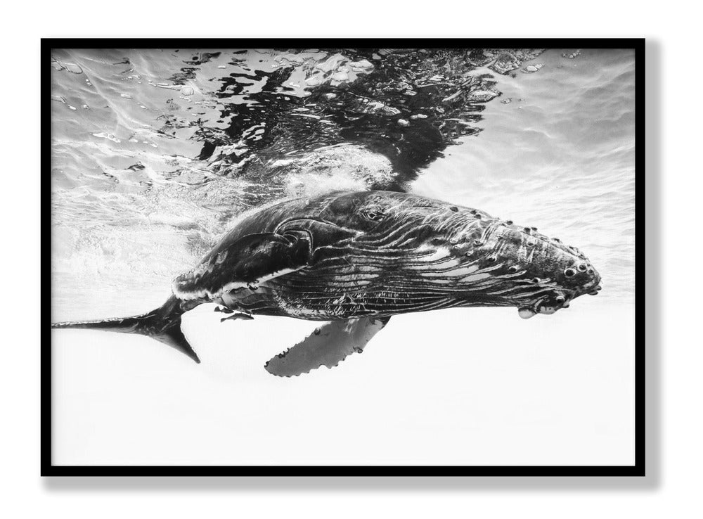 Humpback whale calf Plakat