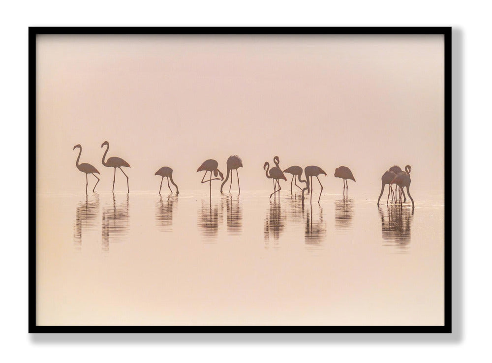 Flamingos in the mist Plakat