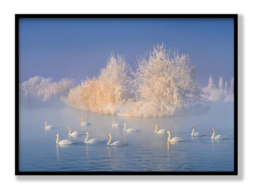 Swan Lake Plakat