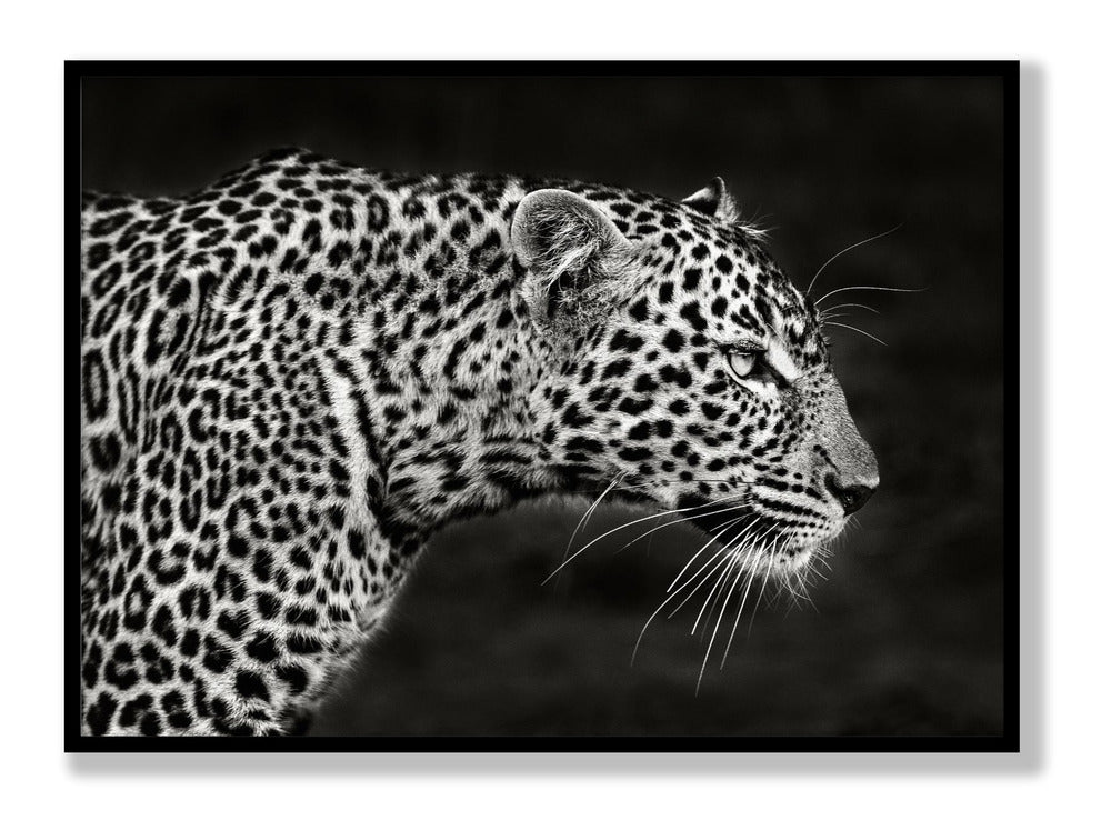 Poster Leoparden-Nahaufnahme