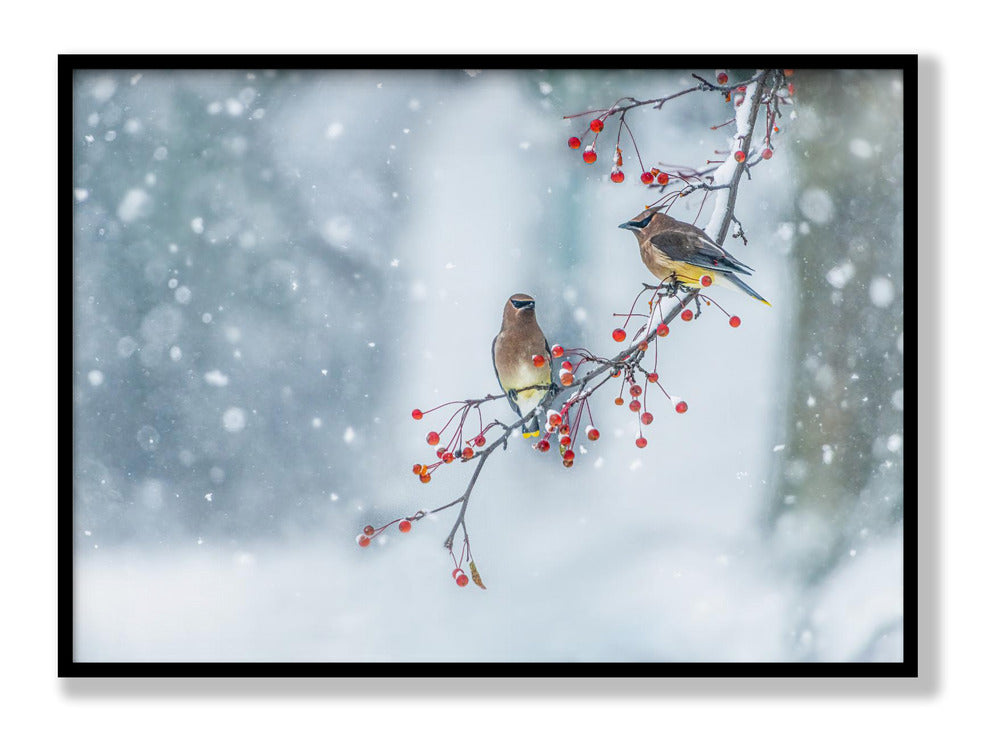 Colors of Winter Plakat
