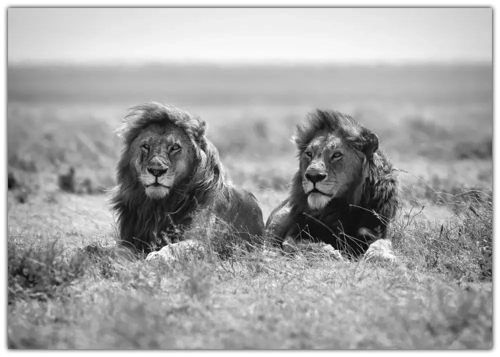 Two kings Plakat