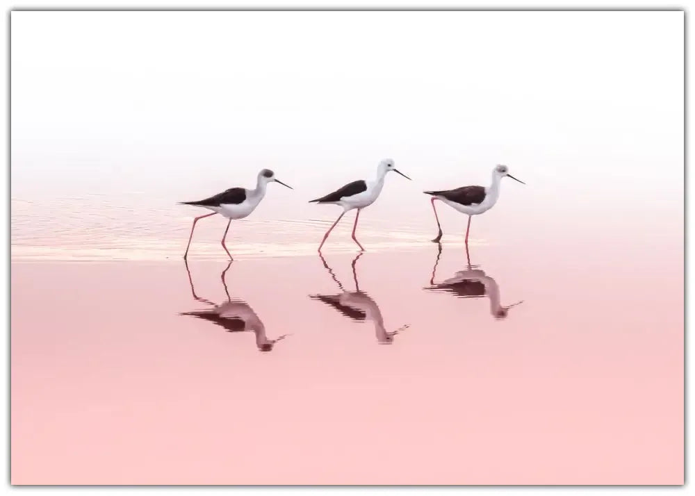 TRIO Plakat