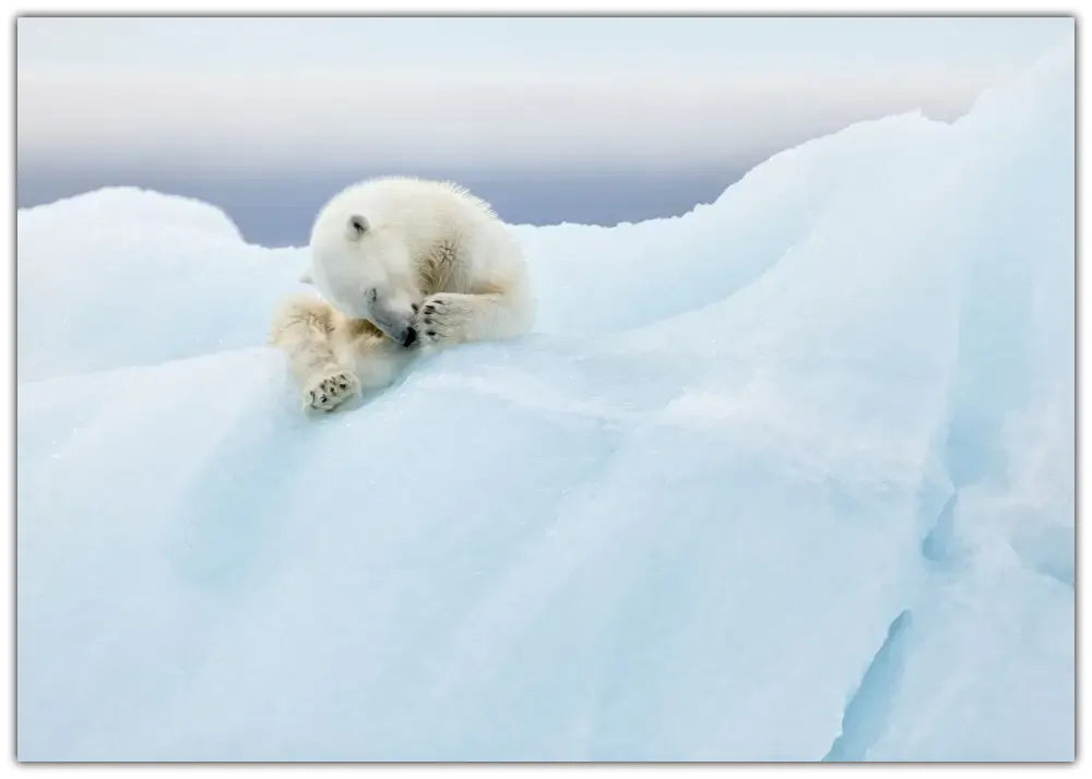 Polar Bear Grooming Plakat