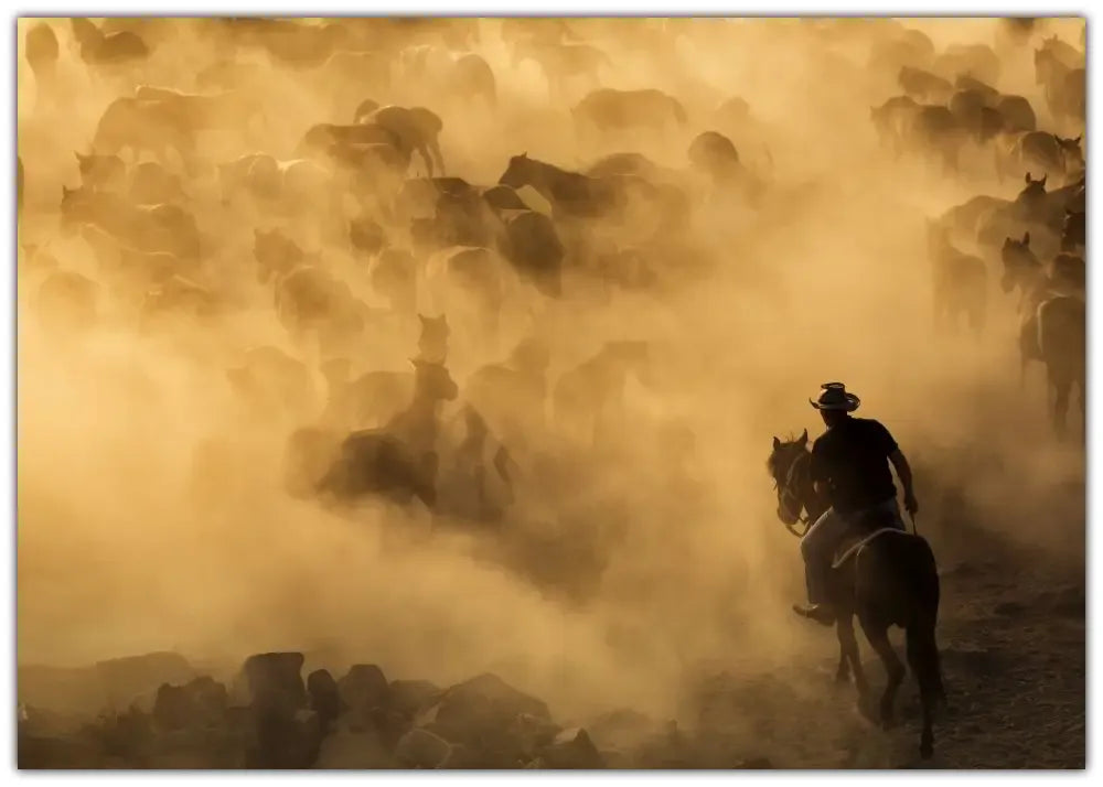 Cappadocia wild horses Plakat