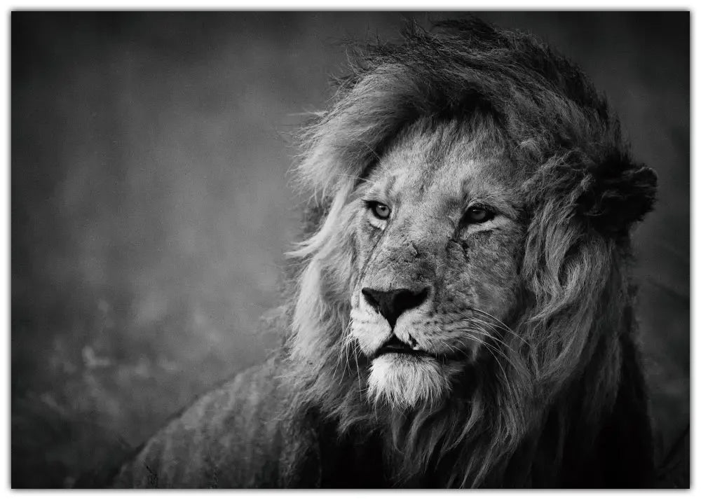 Regal Plakat